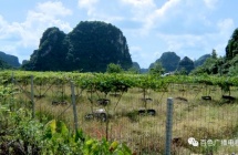 科技打造“智慧化小鎮(zhèn)” 繪就鄉(xiāng)村振興新圖景